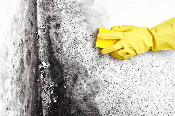 Best Industrial Mold Remediation in Blauvelt, NY
