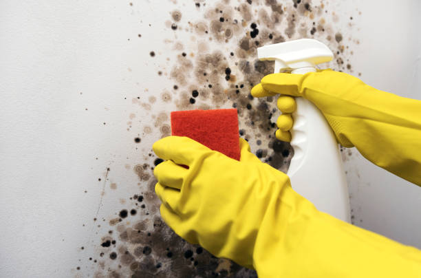 Best Basement Mold Remediation in Blauvelt, NY